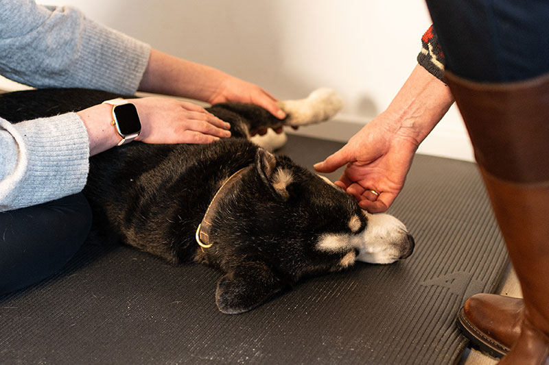 Osteopathie für Hunde Osteopathie Hund